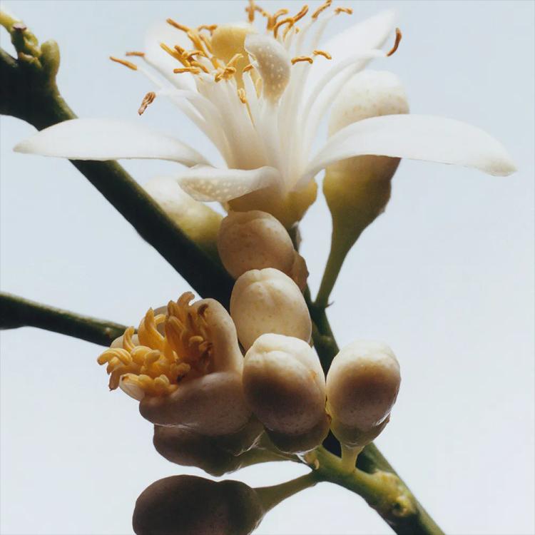 Jo Malone Orange Blossom Eau De Cologne - 30 ml