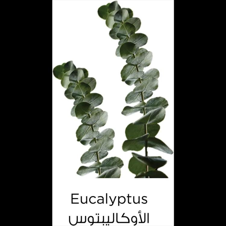 منظف وجه بالطين الأخضر من لوريال باريس - 150 مل