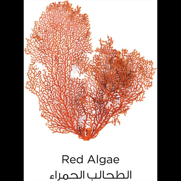 L’Oréal Paris Pure Clay Red Face Wash - 150 ml